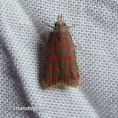 Dichomeris sandycitis