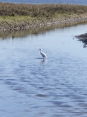 Egretta thula