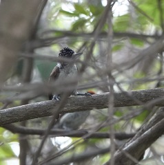 Picumnus spilogaster