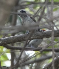 Picumnus spilogaster