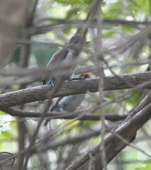 Picumnus spilogaster