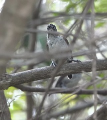 Picumnus spilogaster