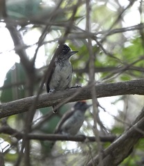 Picumnus spilogaster