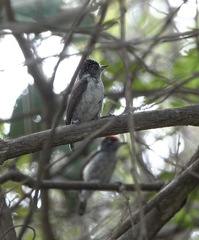 Picumnus spilogaster