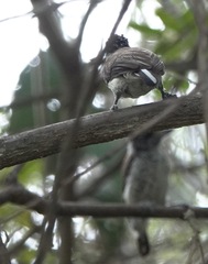 Picumnus spilogaster