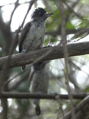 Picumnus spilogaster