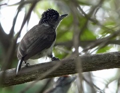 Picumnus spilogaster