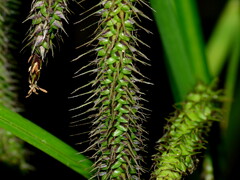 Carex geminata