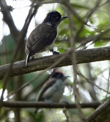 Picumnus spilogaster
