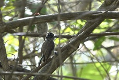 Picumnus spilogaster