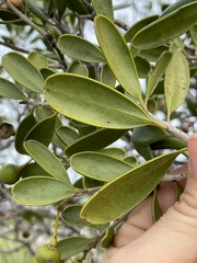 Jacquinia keyensis