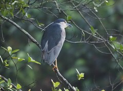 Nycticorax nycticorax nycticorax