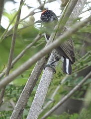 Picumnus spilogaster