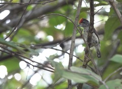 Picumnus spilogaster