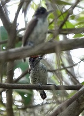 Picumnus spilogaster