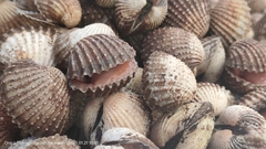 Tegillarca