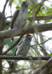 Picumnus spilogaster