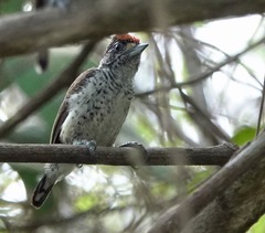 Picumnus spilogaster
