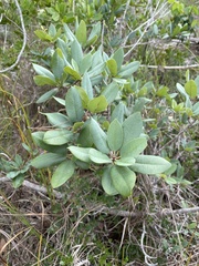 Manilkara jaimiqui emarginata