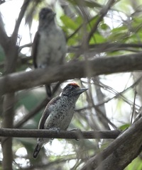 Picumnus spilogaster