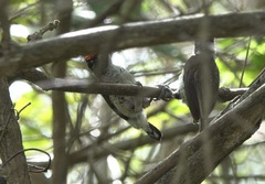 Picumnus spilogaster