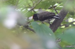 Picumnus spilogaster