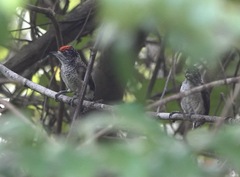 Picumnus spilogaster