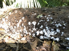 Beauveria bassiana