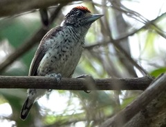 Picumnus spilogaster