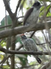 Picumnus spilogaster