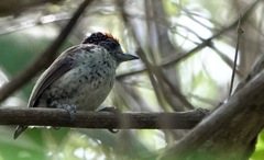 Picumnus spilogaster