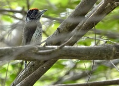 Picumnus spilogaster