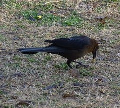 Quiscalus mexicanus