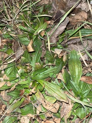 Plantago lanceolata