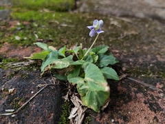 Viola inconspicua