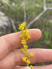 Solidago chrysopsis