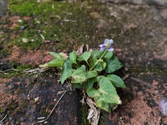 Viola inconspicua