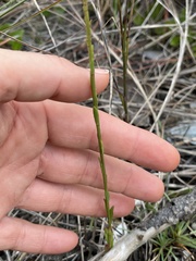 Solidago chrysopsis