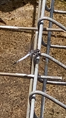 Orthetrum caledonicum