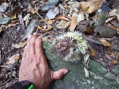 Coendou mexicanus