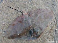 Longtail Butterfly Ray photo 3