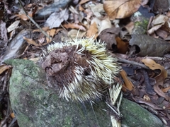 Coendou mexicanus