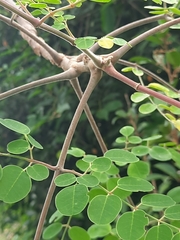 Moringa concanensis