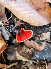 Sarcoscypha austriaca