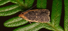 Hoplostega ochroma