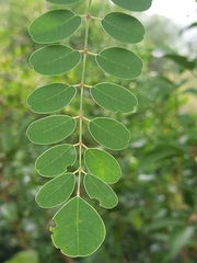 Moringa concanensis