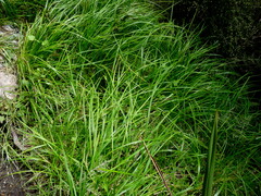 Carex geminata
