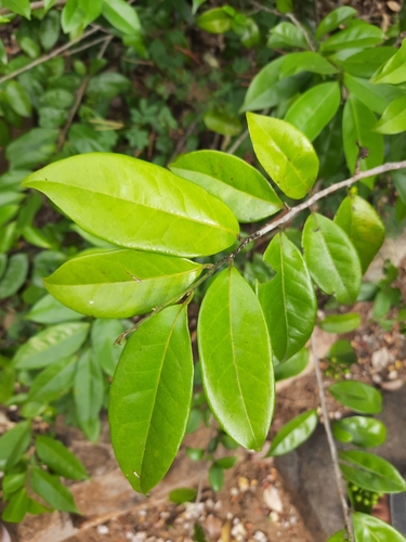 Image of Dunal (Polyalthia korinti) by no rights reserved