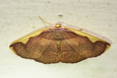 Nothomiza flavicosta