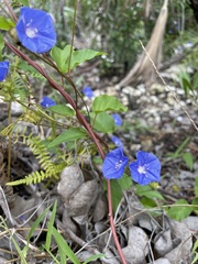 Jacquemontia pentanthos